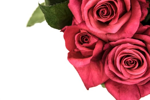Overhead shot of beautiful red roses isolated on white background