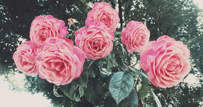 Beautiful wild pink roses in a city garden in summer