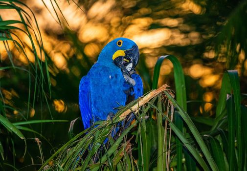 Hyacinth Macaw is sitting on a palm tree and eats nuts. Against the backdrop of a beautiful sunset. South America. Brazil. Pantanal National Park.