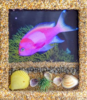 Self-assembled picture, fish in the aquarium. photo of fish and shells glued to it. in the form of a portrait.