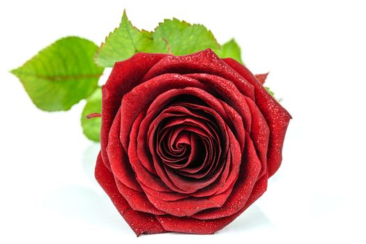 Blooming red rose in drops of dew and isolated on a white background.