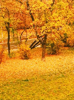 Autumn nature in park, fall leaves and trees outdoors, beautiful season