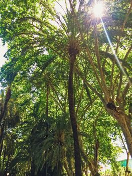 Public parks and streets of Malaga, the capital city of Andalucia region in Spain, Southern European destination