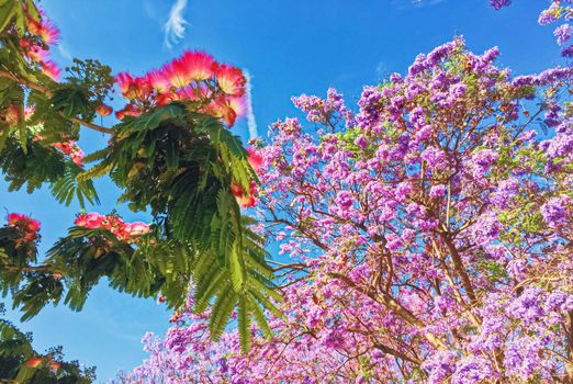 Public parks and streets of Malaga, the capital city of Andalucia region in Spain, Southern European destination