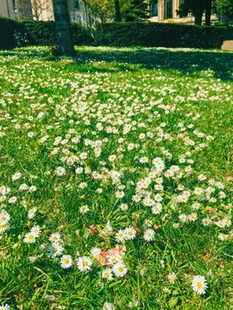 Daisy flowers and green grass in spring, nature and outdoors concept