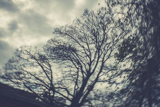 Double expose photo trees in the springtime