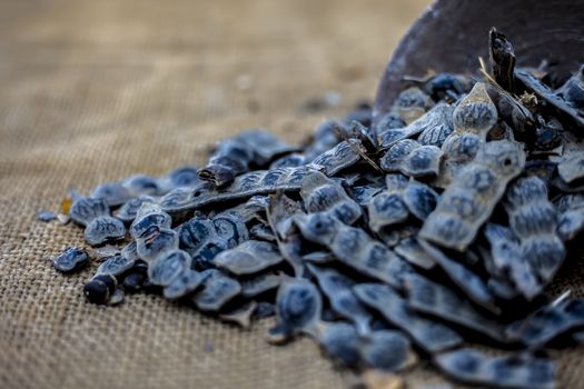 Close up of babool ayurvedic herb in a clay bowl on a gunny bag's surface for the treatment of various tooth-related diseases. Horizontal shot.