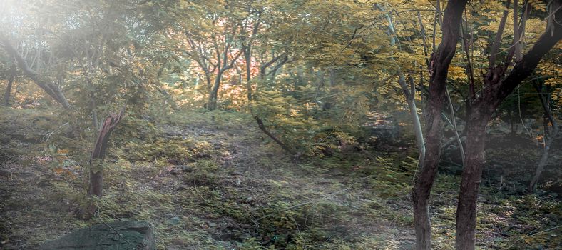 Autumnal forest. Landscape shot of forest in the autumn time in the early morning.