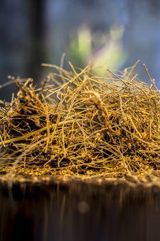 Close up shot of ayurvedic memory booster herb shankhpushpi or Convolvulus pluricaulis roots on black wooden surface with selective focus and blurred background.