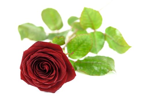 Blooming red rose in drops of dew and isolated on a white background.