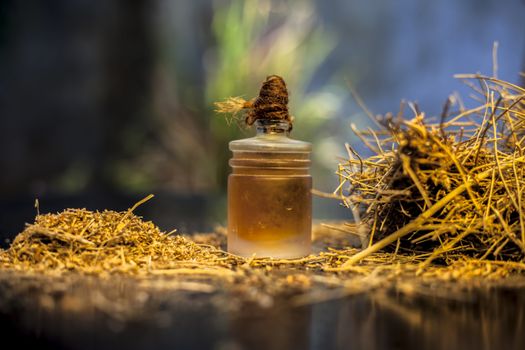 Close up shot of ayurvedic memory booster herb shankhpushpi or Convolvulus pluricaulis roots along with its oil on a black wooden surface with selective focus and blurred background.