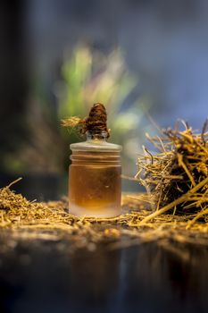 Close up shot of ayurvedic memory booster herb shankhpushpi or Convolvulus pluricaulis roots along with its oil on a black wooden surface with selective focus and blurred background.