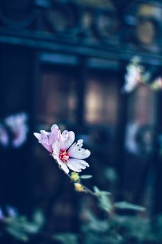 Blooming flowers in a European city garden