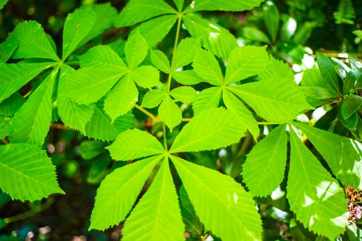 Green chestnut leaves close up on dark background UK