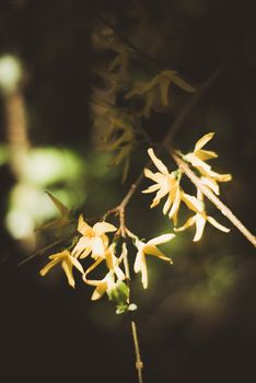 Dwarf Forsythia Mikador - Latin name - Forsythia x intermedia Mikador UK