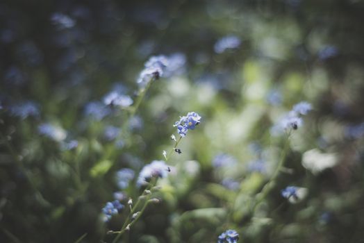 close up of sunlit forget-me-nots shalllow depth of field UK