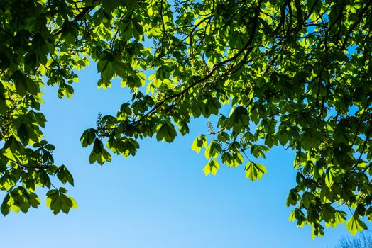 chestnut tree leaves and beautiful blue sky in spring