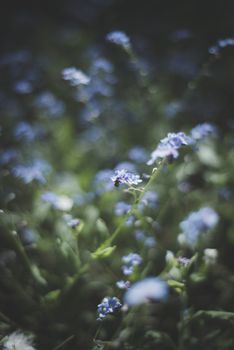 close up of sunlit forget-me-nots shalllow depth of field UK