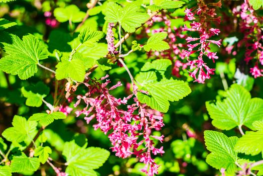 Shallow depth of field image of the flowers of the flowering red current.