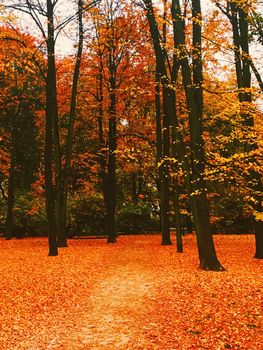 Autumn nature in park, fall leaves and trees outdoors, beautiful season