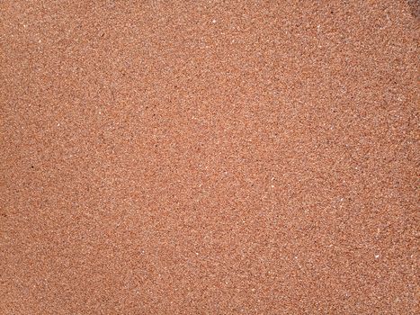 The background is the texture of the sea sand on the beach. Sand shell.