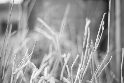 black and white grasses creating a spikey abstract pattern.