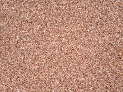 The background is the texture of the sea sand on the beach. Sand shell.