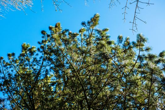 green leaves shining in the sun on blue sky background UK