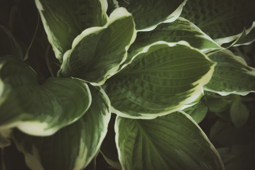 Hosta new leaves growing in Springtime UK