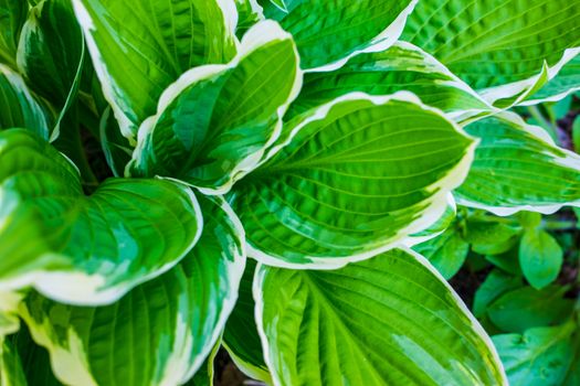 Hosta new leaves growing in Springtime UK