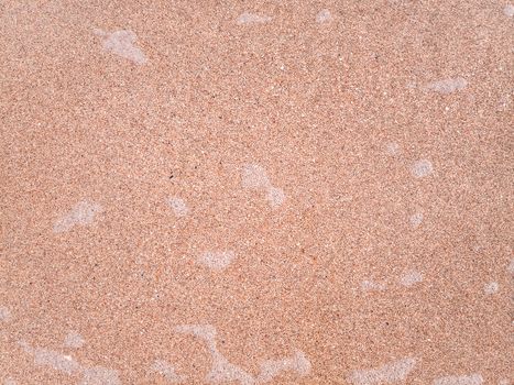 The background is the texture of the sea sand on the beach. Sand shell.