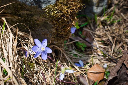 Blooming Alpine blue flower hidden under a mossy rock. Springtime Alpine flower photo.