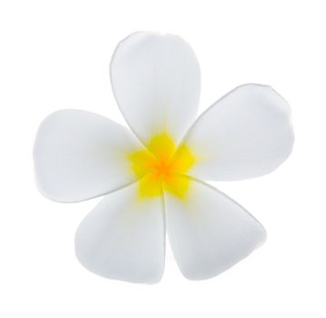 white frangipani flower isolated white