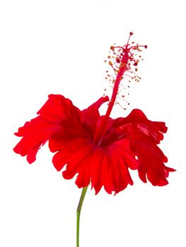 Red Hibiscus flower isolated on white background