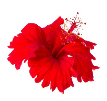 Red Hibiscus flower isolated on white background