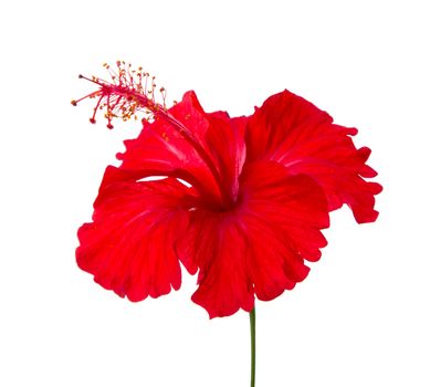 Red Hibiscus flower isolated on white background