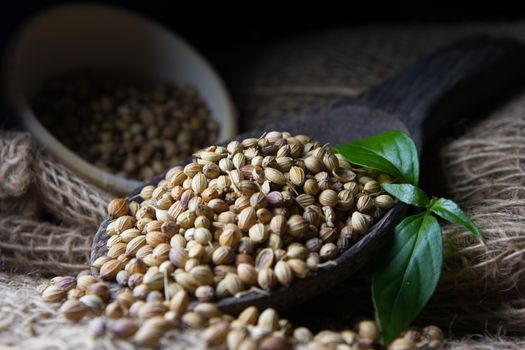 Cooking Spices, Coriander Seed on wooden spoon