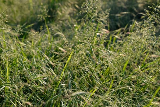 Ears of green grass in the field. Field overgrown with grass.