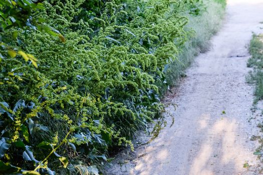 Horse sorrel during the flowering period. Rumex confertus. Horse sorrel on the side of a rural road.