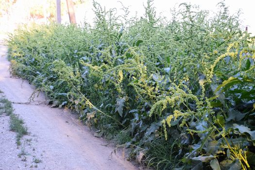 Horse sorrel during the flowering period. Rumex confertus. Horse sorrel on the side of a rural road.