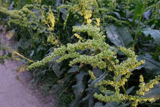 Horse sorrel during the flowering period. Rumex confertus. Horse sorrel on the side of a rural road.