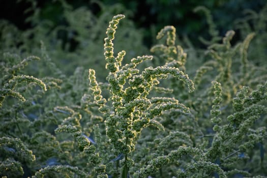 Horse sorrel during the flowering period. Rumex confertus. Horse sorrel on the side of a rural road.