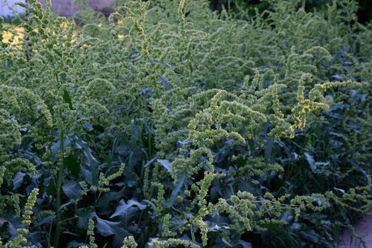 Horse sorrel during the flowering period. Rumex confertus. Horse sorrel on the side of a rural road.