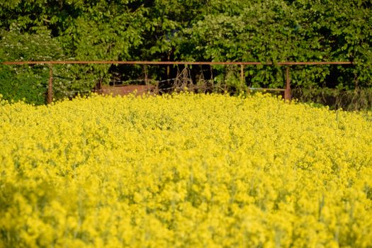 Rapeseed blossom in the garden in spring. Blooming siderat rapeseed.