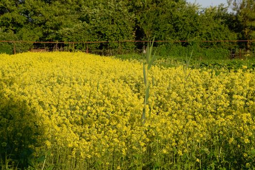 Rapeseed blossom in the garden in spring. Blooming siderat rapeseed.