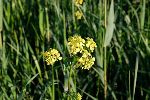 Rapeseed blossom in the garden in spring. Blooming siderat rapeseed.