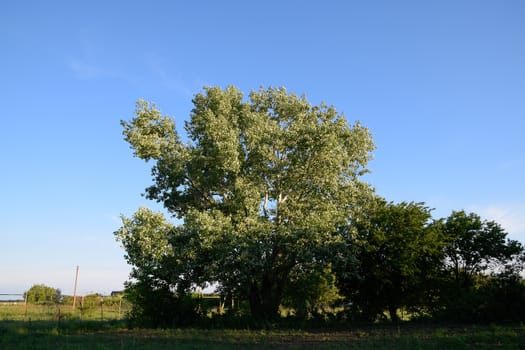 Silver poplar in May, green leaves of silver poplar, tree on the Kuban.