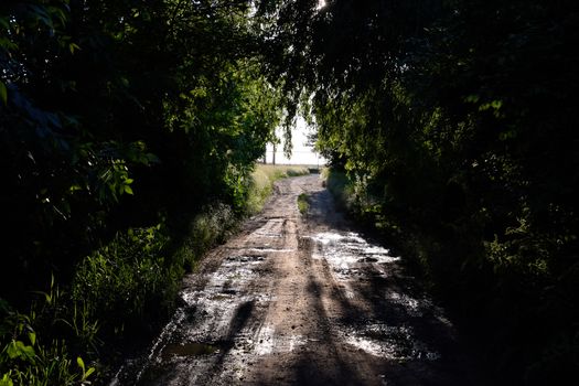 The road between the trees in the sunlight. Bright sunlight in the branches of a tree.