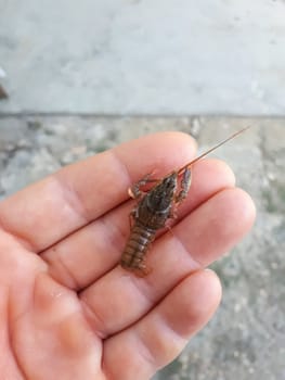 A little cancer in a woman's hand. larvae of river cancer.