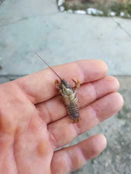 A little cancer in a woman's hand. larvae of river cancer.